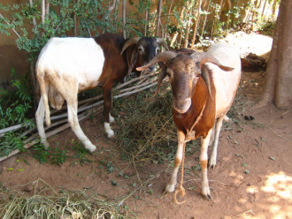 01 Les Moutons Mangent En Attendant Leur Sort